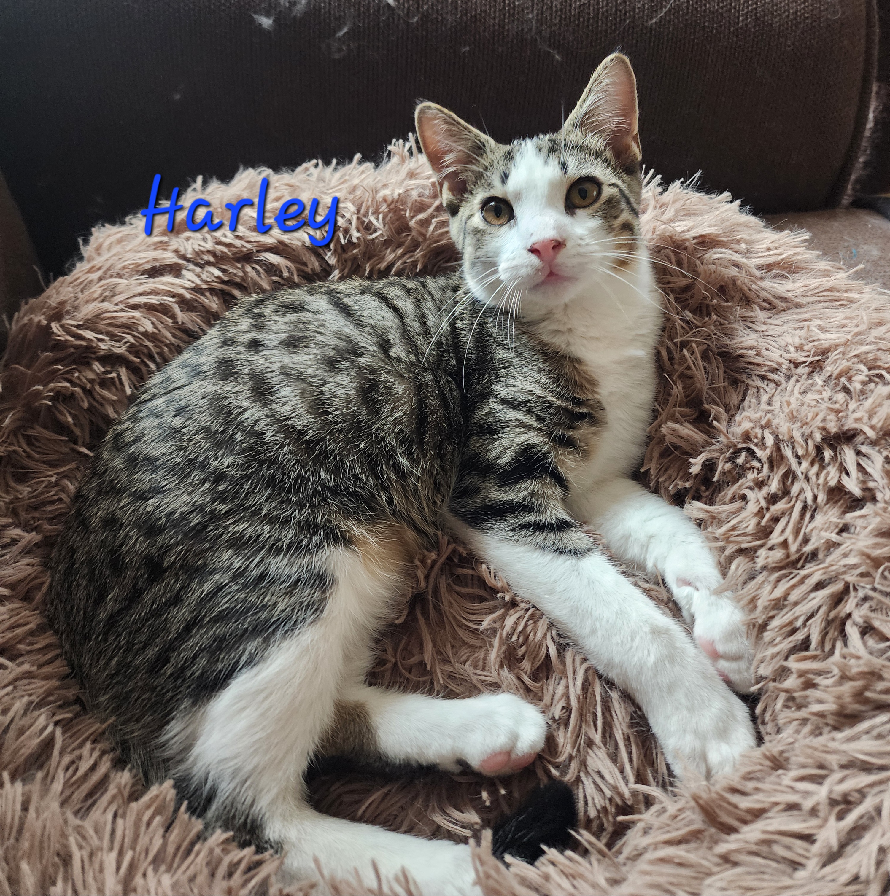 Harley, a Adoptable Domestic Short Hair in Waterloo, IA image 3/5