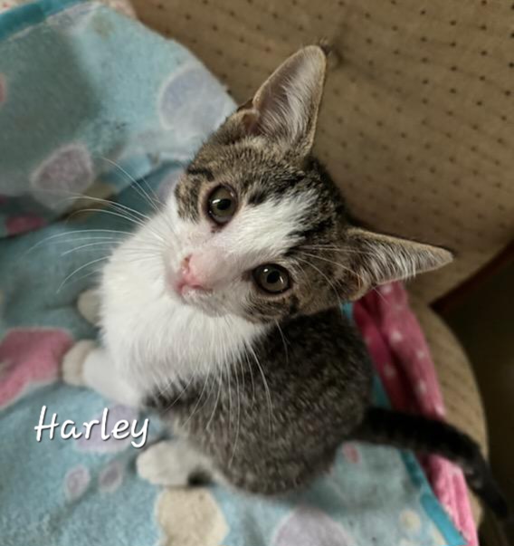 Harley, a Adoptable Domestic Short Hair in Waterloo, IA image 5/5