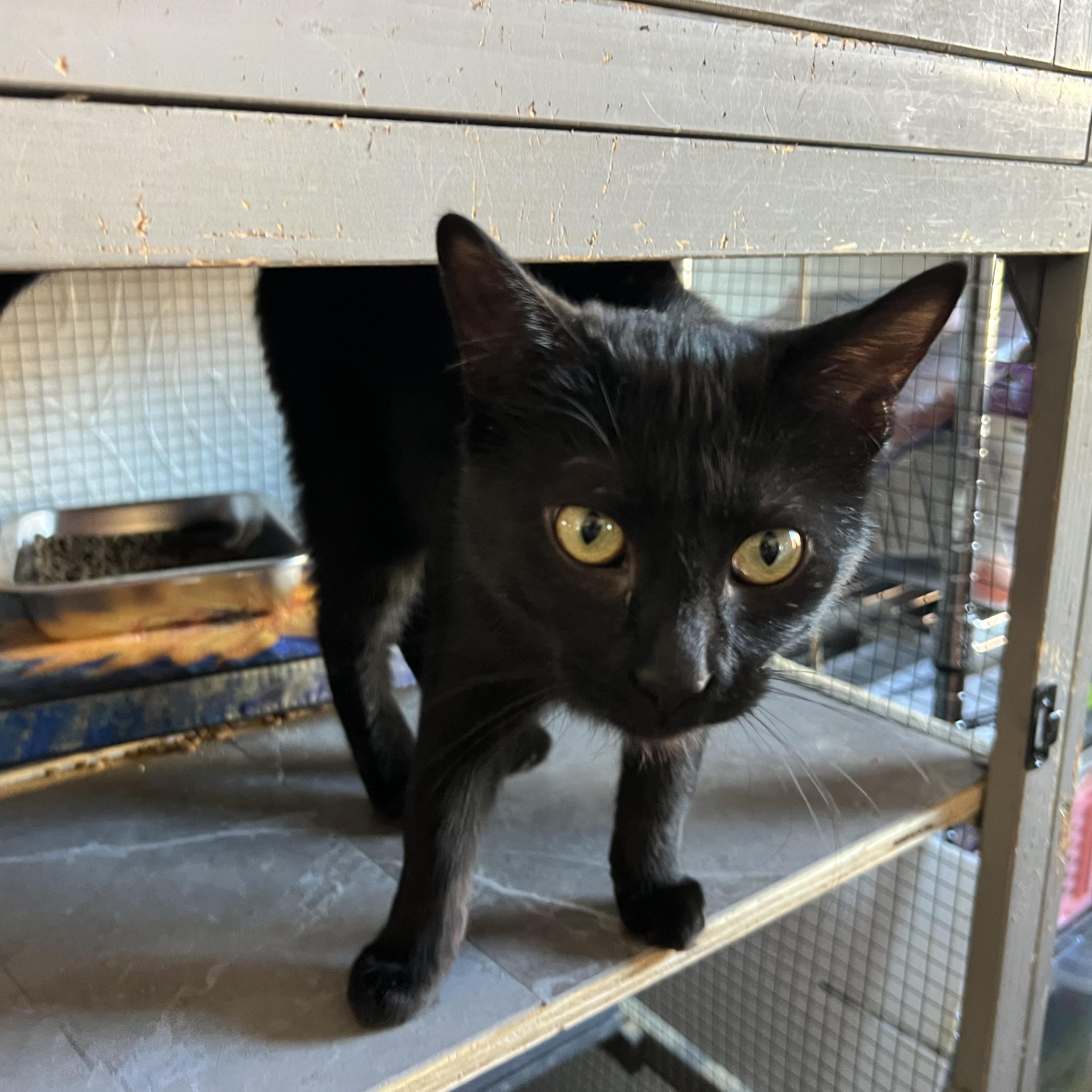 Verne, Adoptable, Young Male Domestic Short Hair.