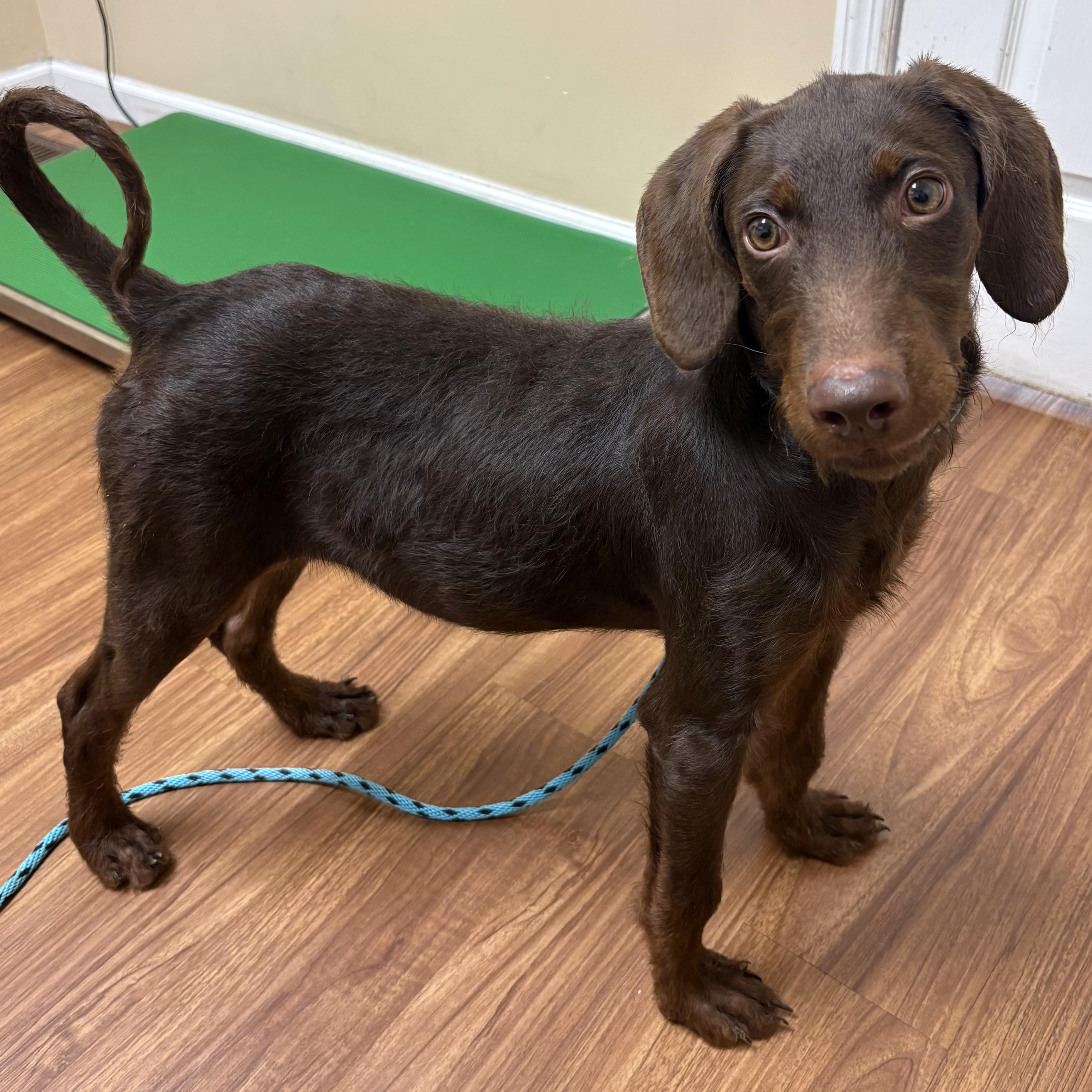 Enlarge Molly, a Adopted mixed breed in Godfrey, IL image 3/3