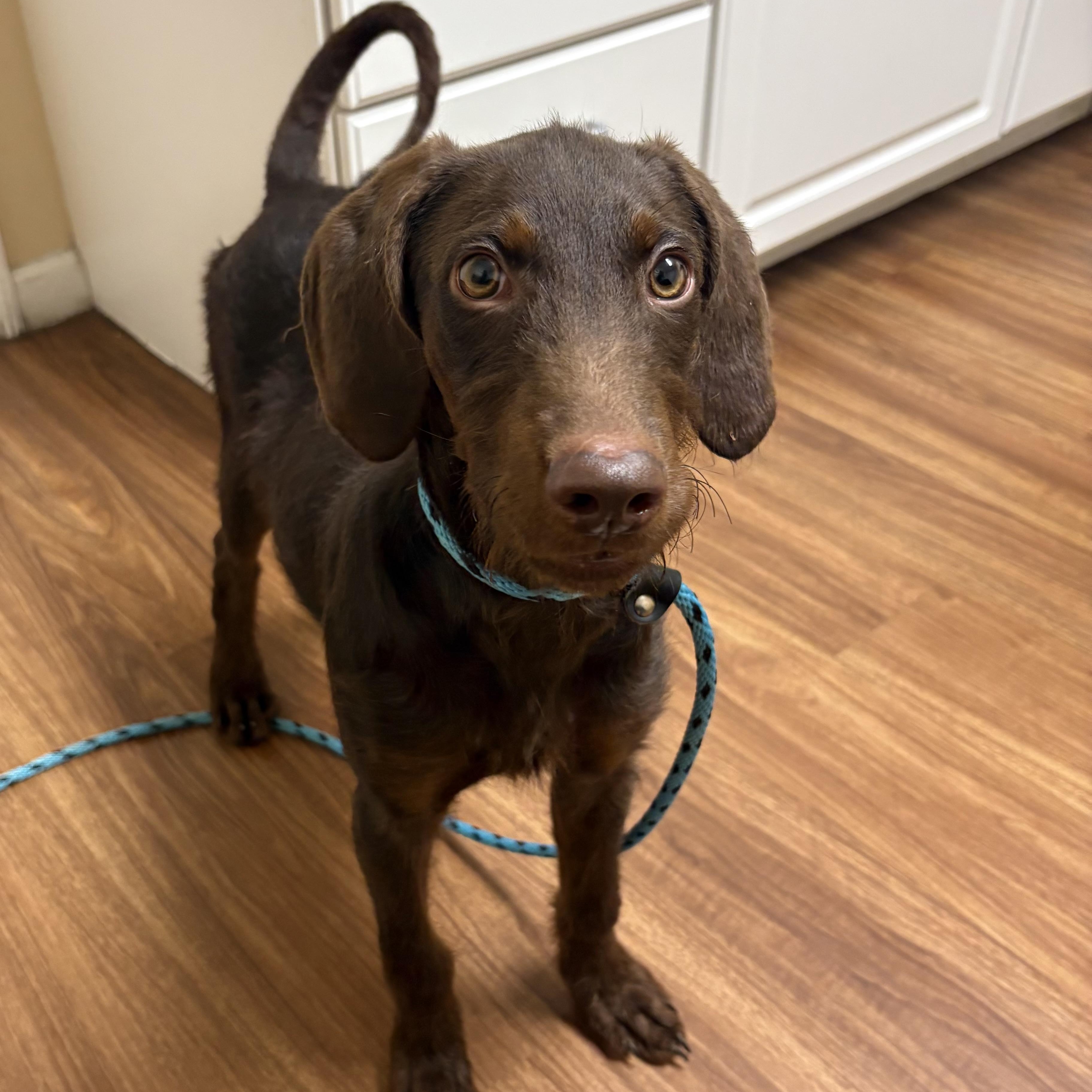 Enlarge Molly, a Adopted mixed breed in Godfrey, IL image 2/3