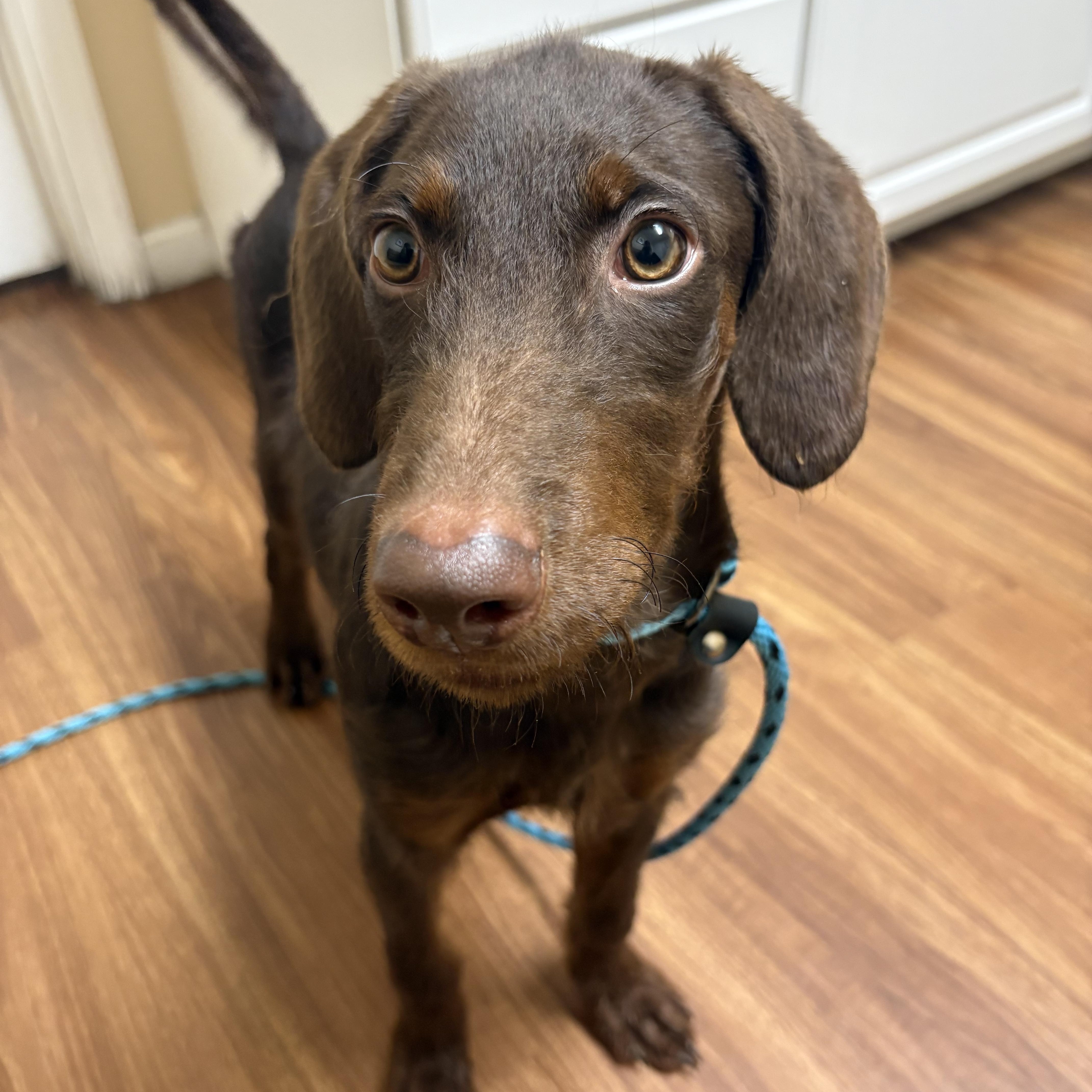 Enlarge Molly, a Adopted mixed breed in Godfrey, IL image 1/3