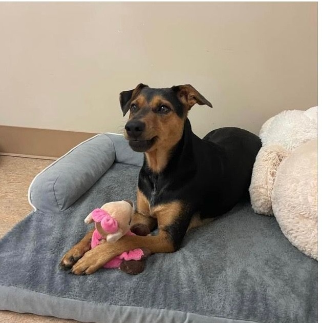 Little Man & Princess (bonded pair)