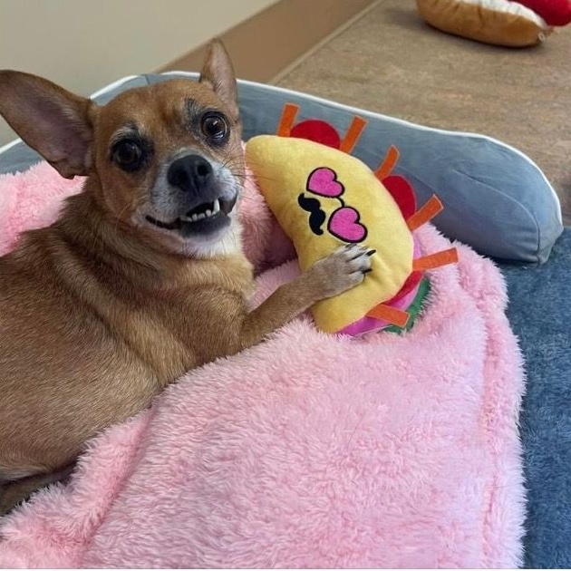 Little Man & Princess (bonded pair), Adoptable, Adult Male Hound & Chihuahua.