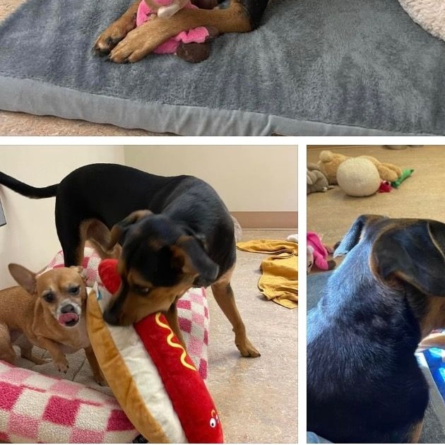 Little Man & Princess (bonded pair)