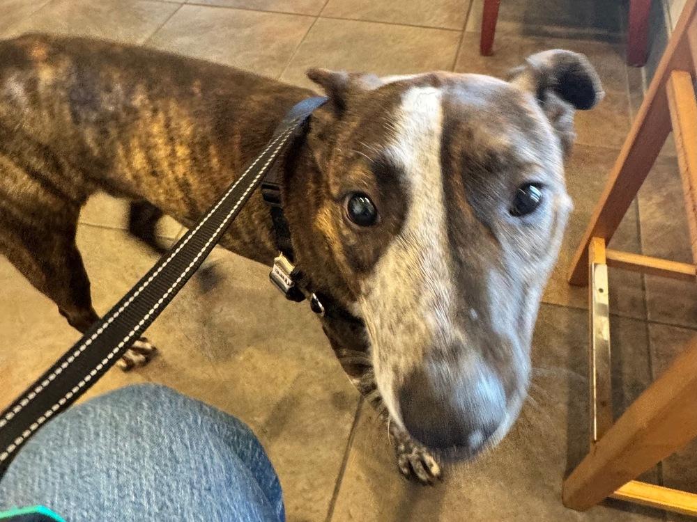 Enlarge Stripe, a Adoptable mixed breed in Greenbelt, MD image 1/5