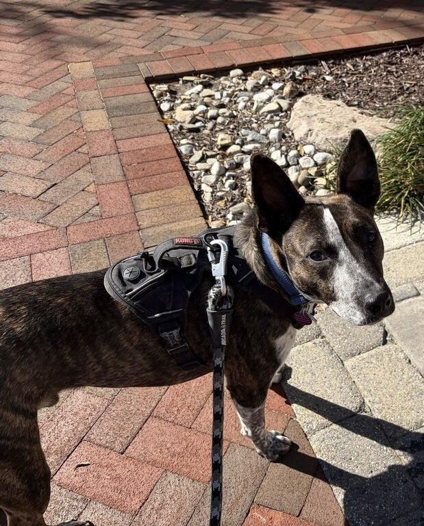 Stripe, Adoptable, Young Male Cattle Dog.
