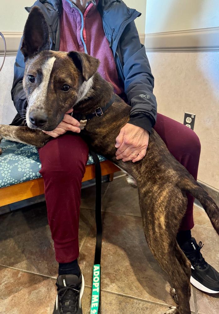 Enlarge Stripe, a Adoptable mixed breed in Greenbelt, MD image 2/5