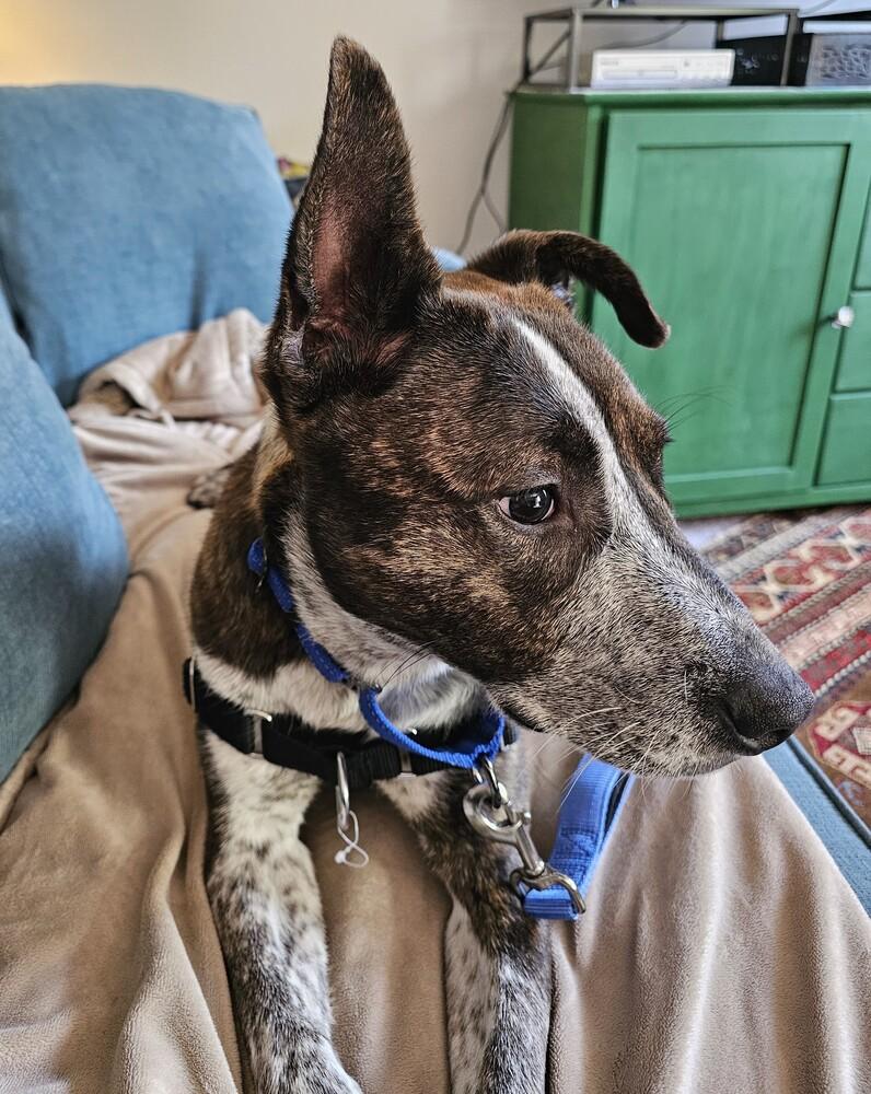 Stripe, a Adoptable mixed breed in Greenbelt, MD image 2/6