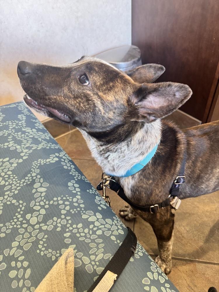 Enlarge Stripe, a Adoptable mixed breed in Greenbelt, MD image 3/5