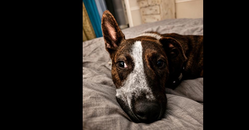 Stripe, a Adoptable mixed breed in Greenbelt, MD image 4/6