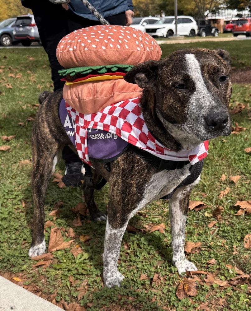 Enlarge Stripe, a Adoptable mixed breed in Greenbelt, MD image 5/6