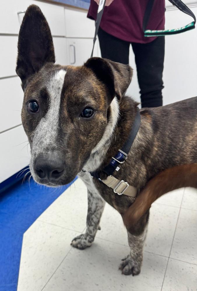 Enlarge Stripe, a Adoptable mixed breed in Greenbelt, MD image 5/5