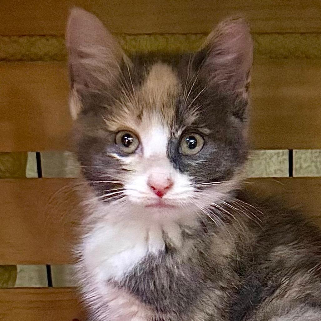 Winnie, Adoptable, Kitten Female Domestic Short Hair.