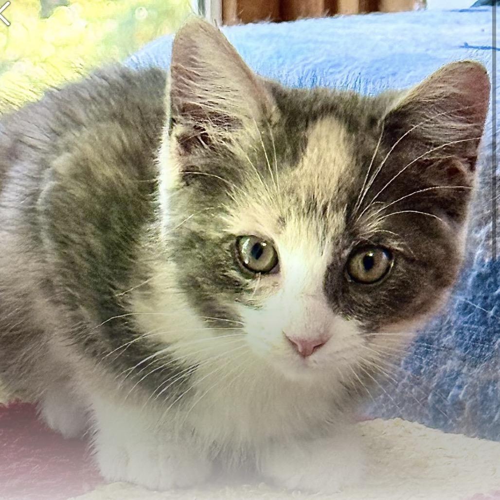 Enlarge Winnie, a Adoptable Domestic Short Hair in Kansas City, MO image 2/2