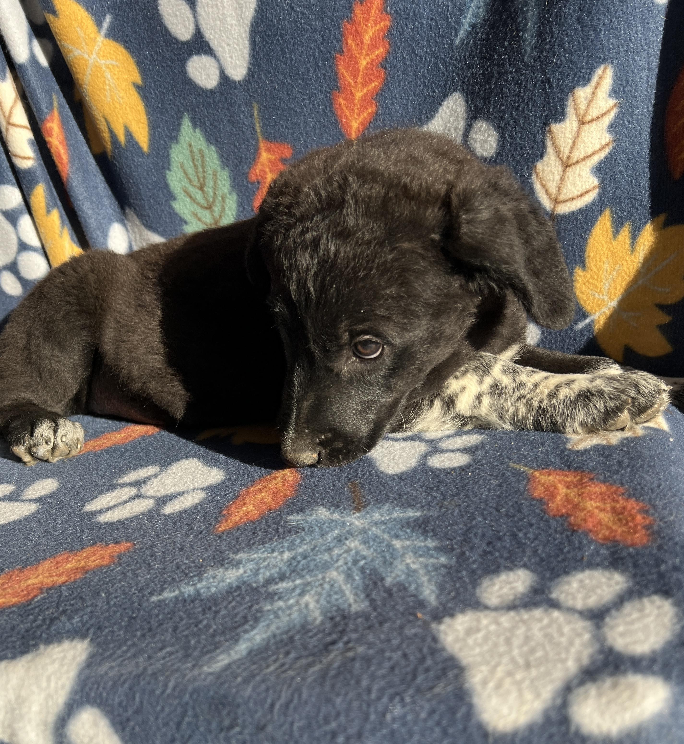 Enlarge Lulu Belle, an adopted mixed breed in San Diego , CA image 3/6