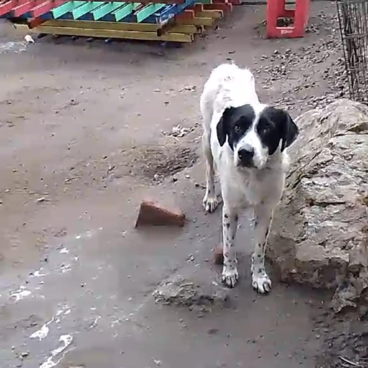 Enlarge Lulu Belle, an adopted mixed breed in San Diego , CA image 6/6