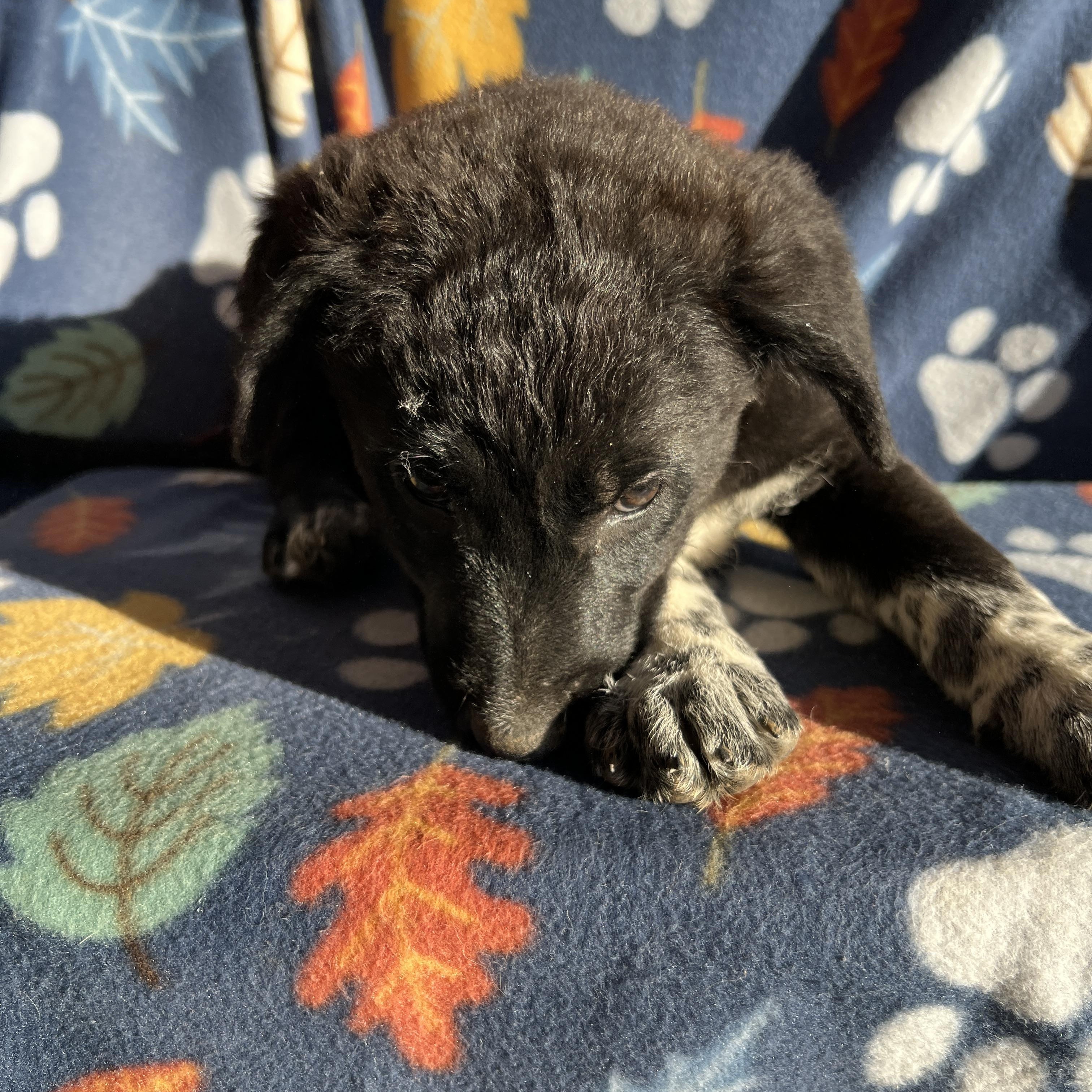 Enlarge Lulu Belle, an adopted mixed breed in San Diego , CA image 5/6