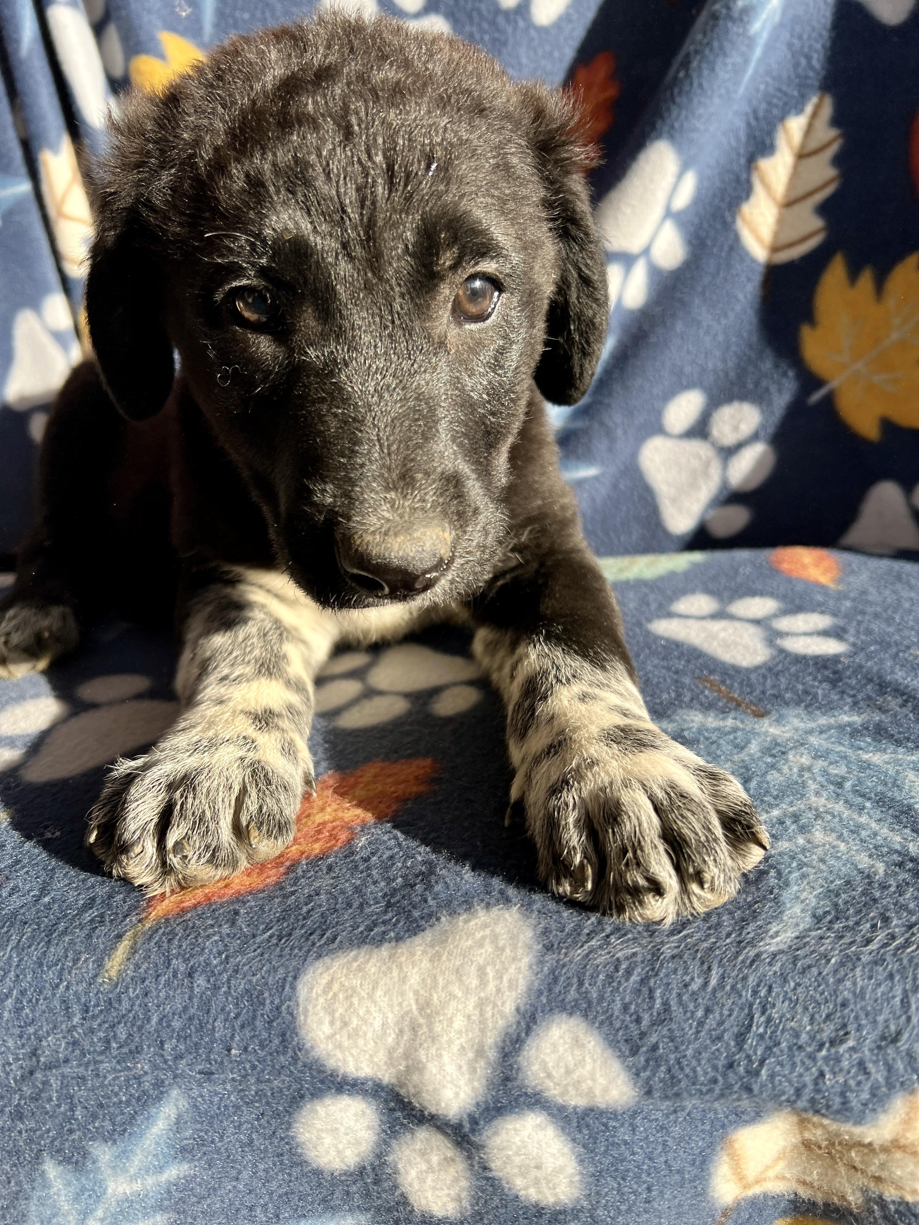 Enlarge Lulu Belle, an adopted mixed breed in San Diego , CA image 1/6