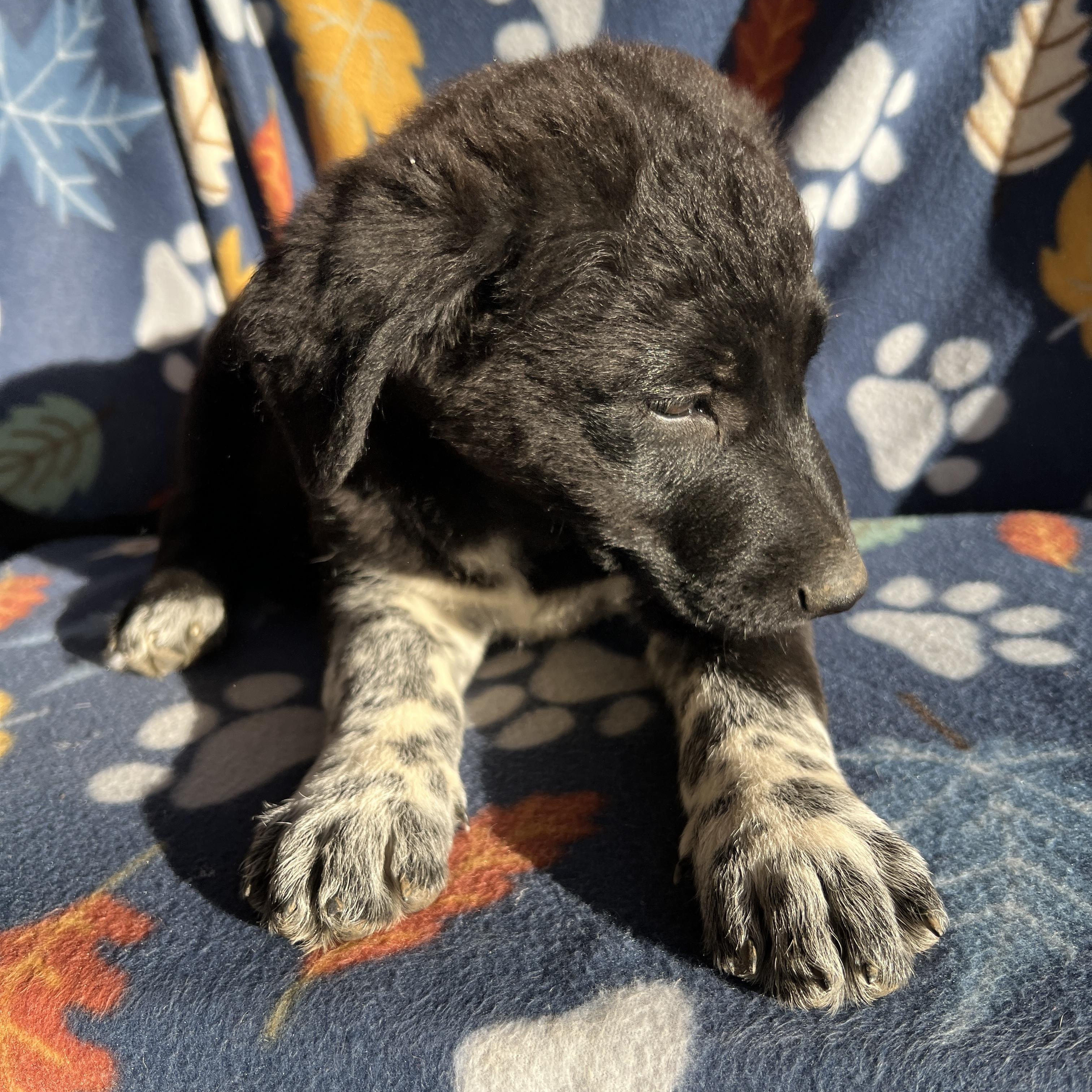 Enlarge Lulu Belle, an adopted mixed breed in San Diego , CA image 4/6