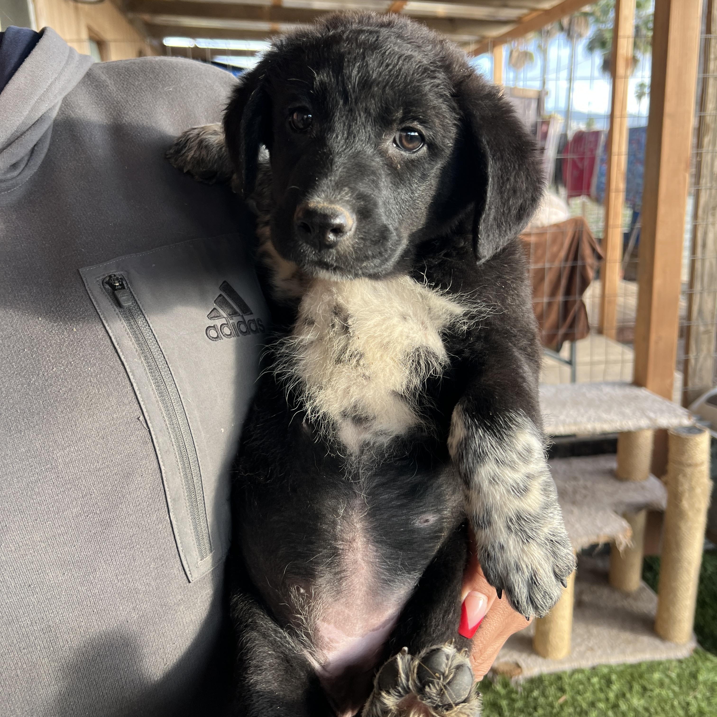 Enlarge Lulu Belle, an adopted mixed breed in San Diego , CA image 2/6