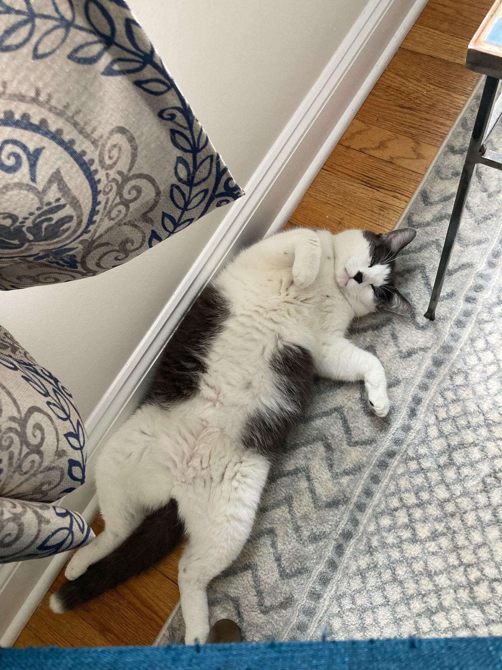 Beau — thumbnail 2