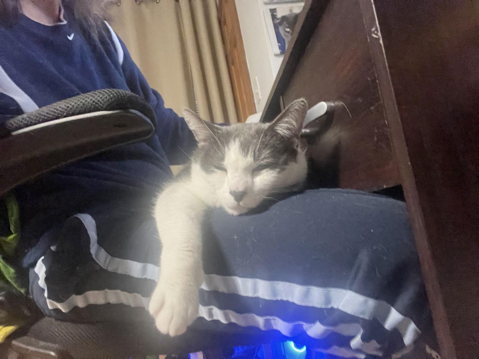 Beau, a Adoptable Domestic Short Hair in Somerville, MA image 3/3