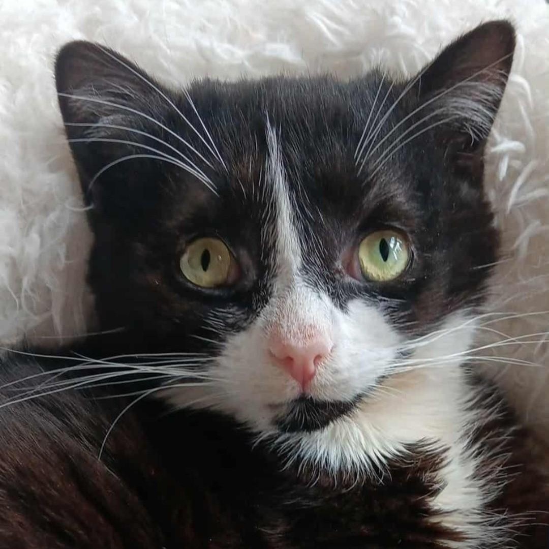 Enlarge Jake, a Adoptable Domestic Short Hair in Woodbury, NJ image 1/6