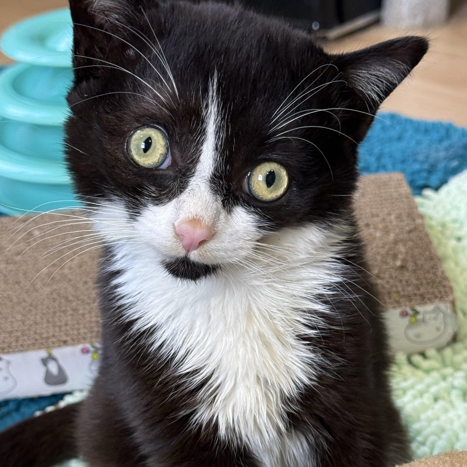 Enlarge Jake, a Adoptable Domestic Short Hair in Woodbury, NJ image 2/6