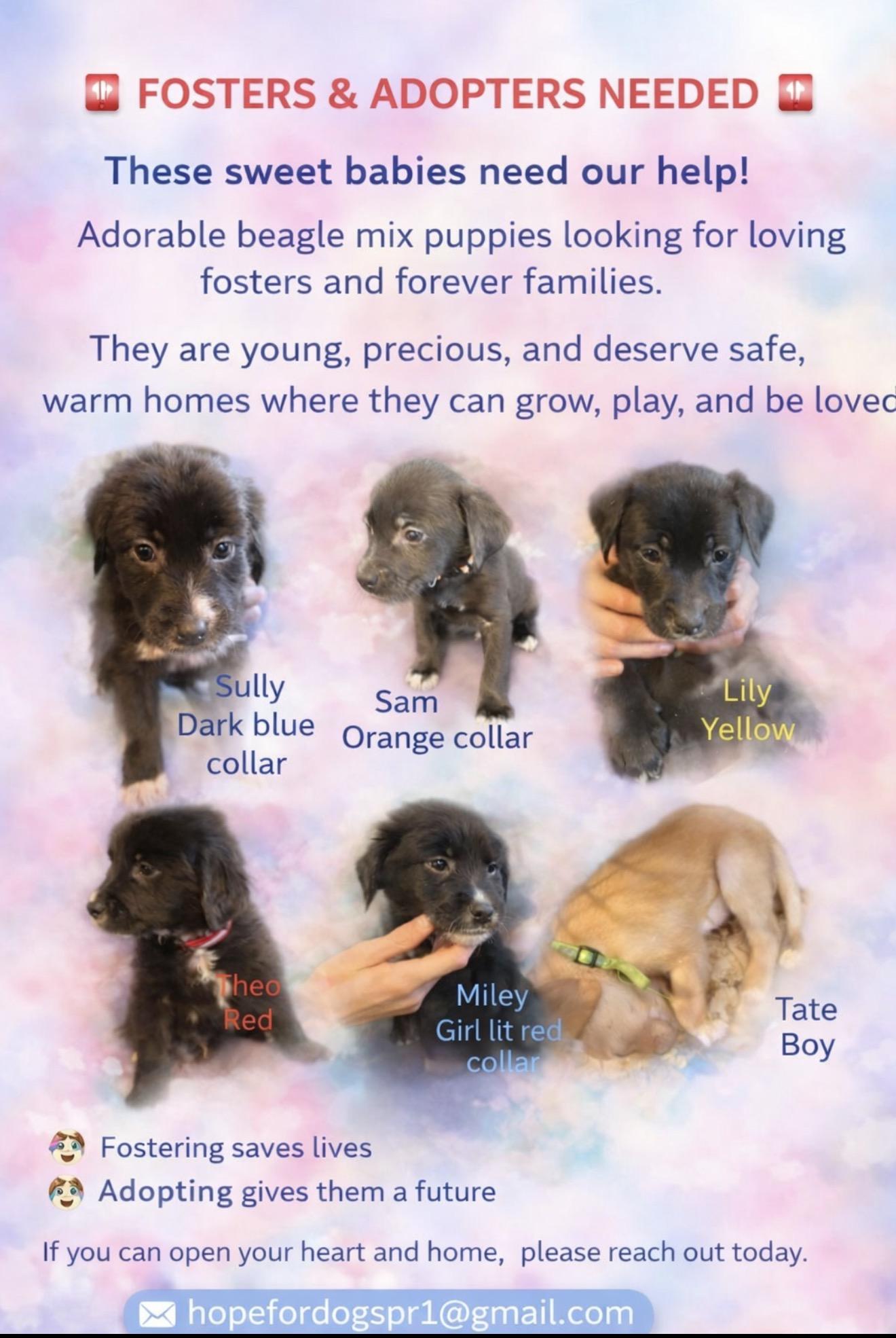 Sully and siblings , a ADOPTABLE mixed breed in Montclair, NJ image 4/4
