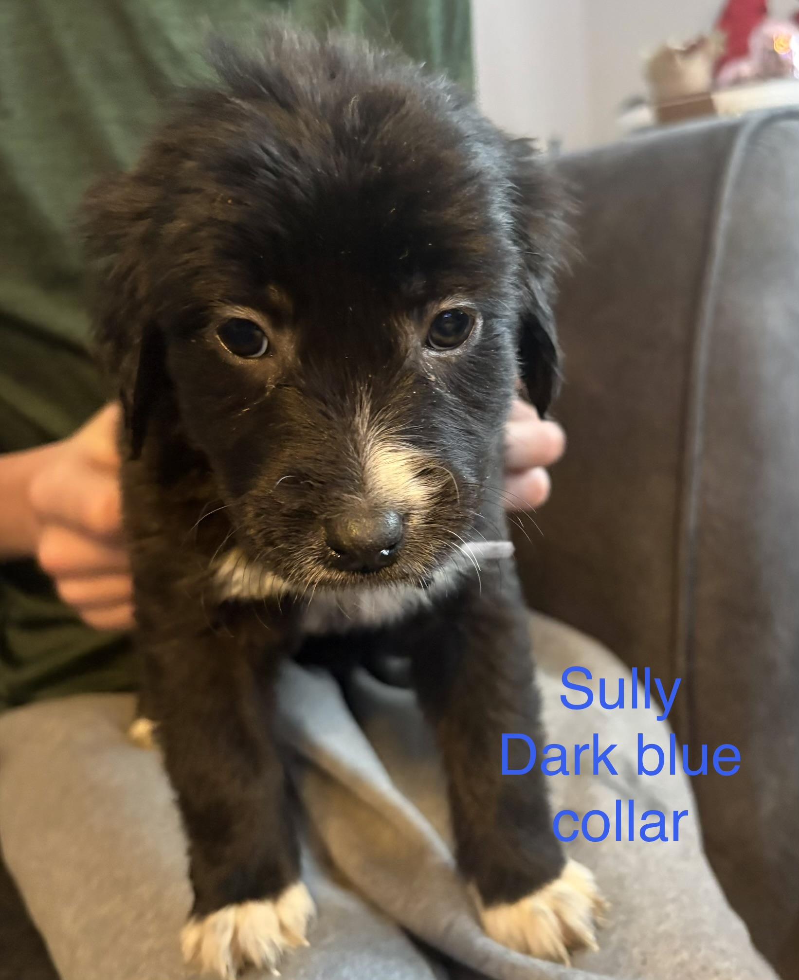 Sully and siblings , a ADOPTABLE mixed breed in Montclair, NJ image 3/4