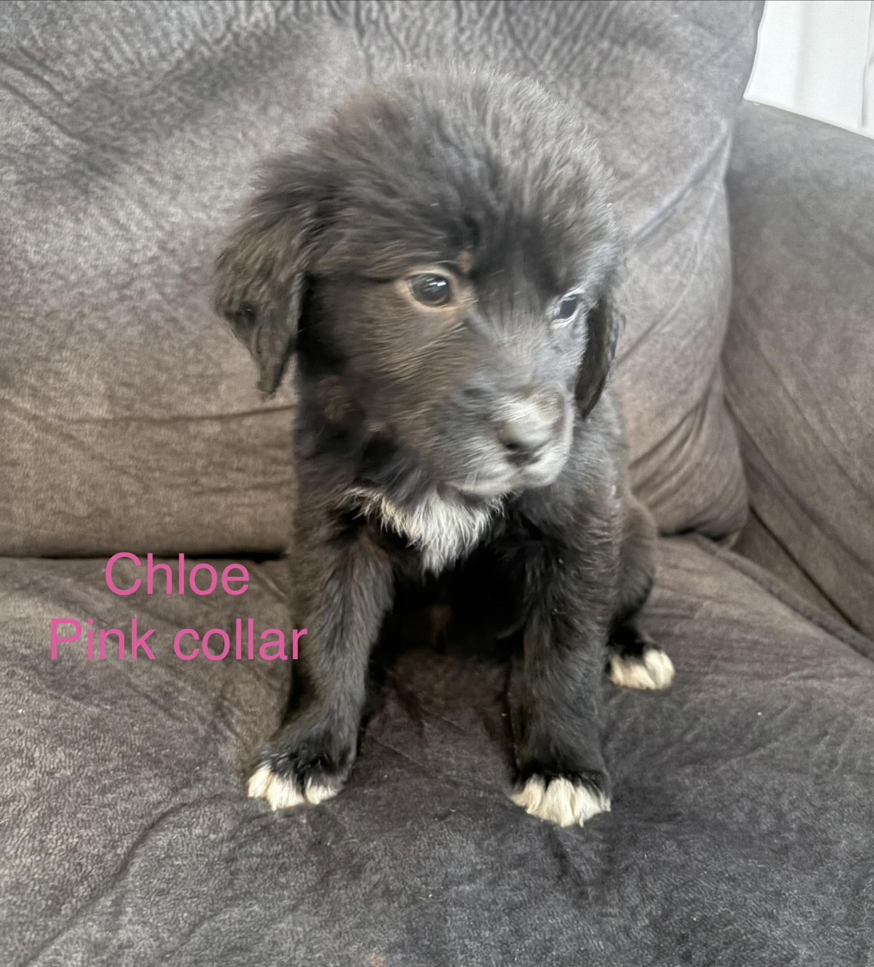 Sully and siblings , a ADOPTABLE mixed breed in Montclair, NJ image 1/4