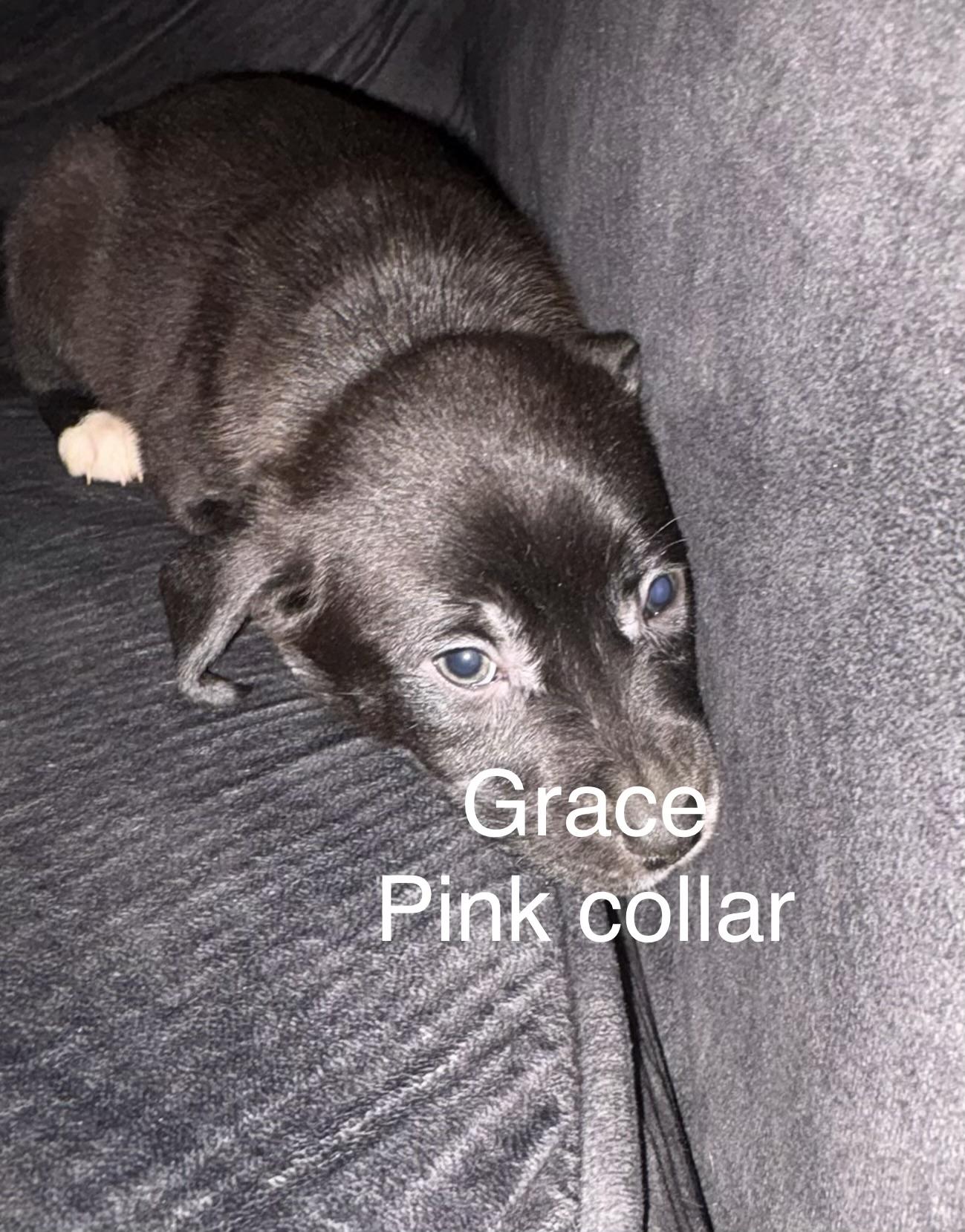 Sully and siblings , a ADOPTABLE mixed breed in Montclair, NJ image 2/4