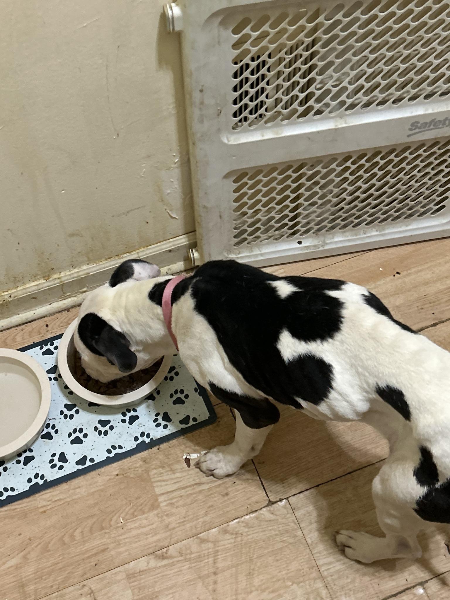 Enlarge Dotti, a Adoptable mixed breed in Chicago, IL image 3/3