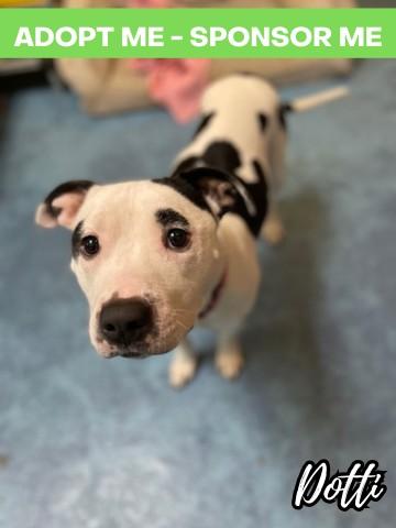 Enlarge Dotti, a Adoptable mixed breed in Chicago, IL image 2/3