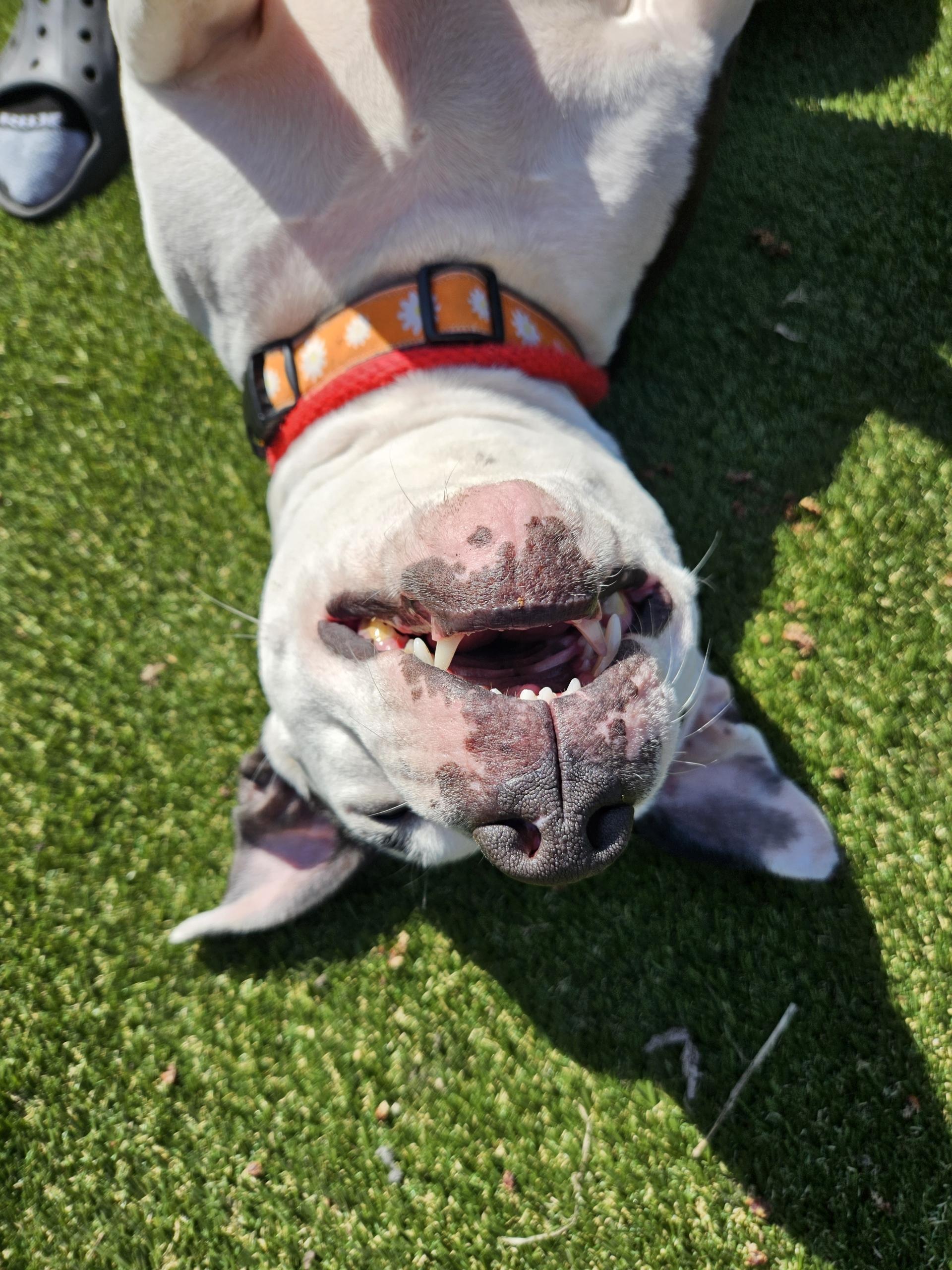 Enlarge Dotti, a Adoptable mixed breed in Chicago, IL image 1/3