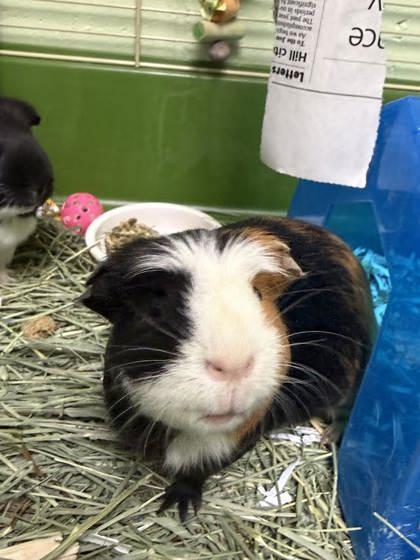 Oreo, Adoptable, Adult Female Guinea Pig.