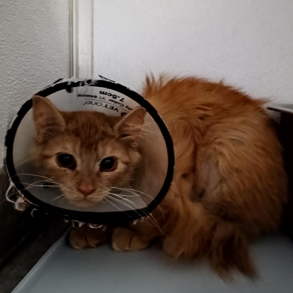 Enlarge Coral, a Adoptable Domestic Medium Hair in Oneonta, NY image 1/1