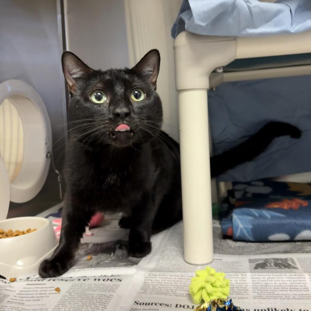 Enlarge Edgar, a Adoptable Domestic Short Hair in Hendersonville, NC image 1/4