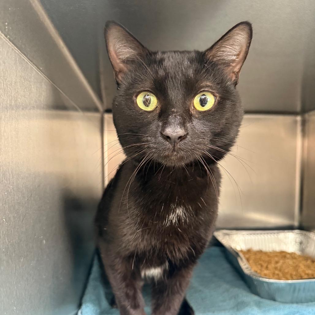 Enlarge Edgar, a Adoptable Domestic Short Hair in Hendersonville, NC image 2/4