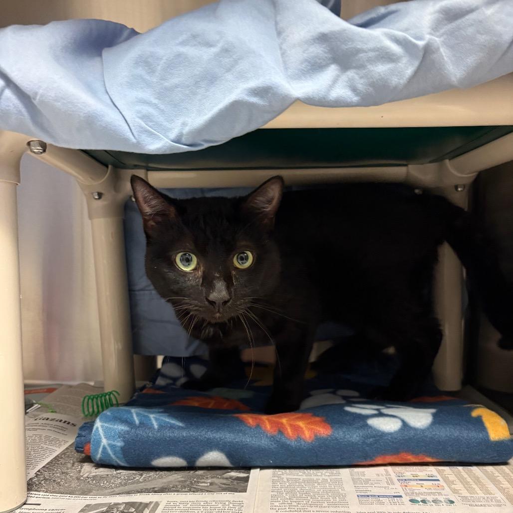 Enlarge Edgar, a Adoptable Domestic Short Hair in Hendersonville, NC image 4/4