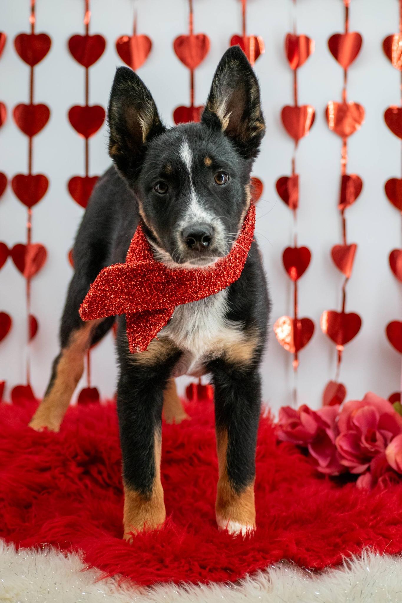 Cupid, a ADOPTABLE Shepherd in Sevierville, TN image 5/5
