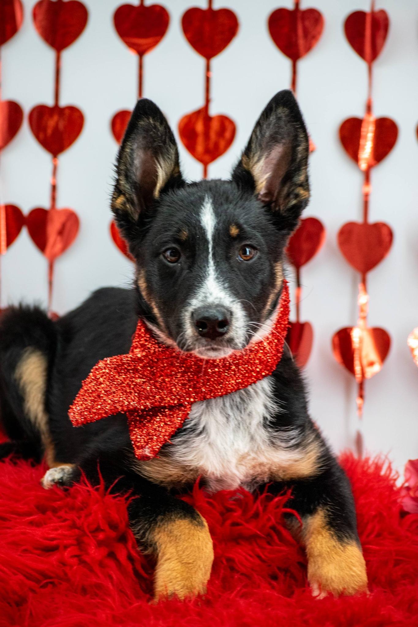 Cupid, a ADOPTABLE Shepherd in Sevierville, TN image 2/5