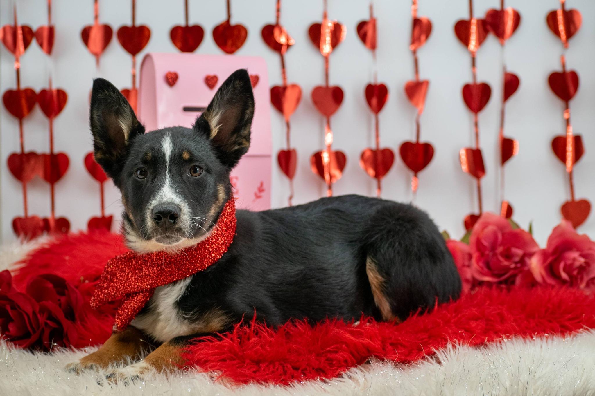 Cupid, a ADOPTABLE Shepherd in Sevierville, TN image 3/5