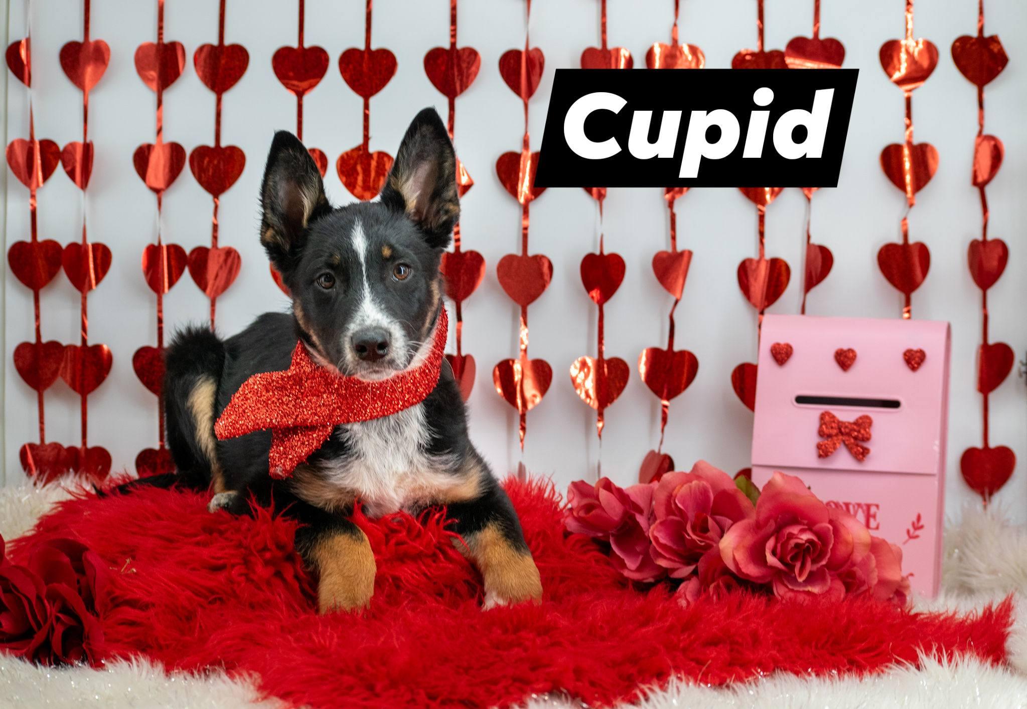 Cupid, a ADOPTABLE Shepherd in Sevierville, TN image 1/5