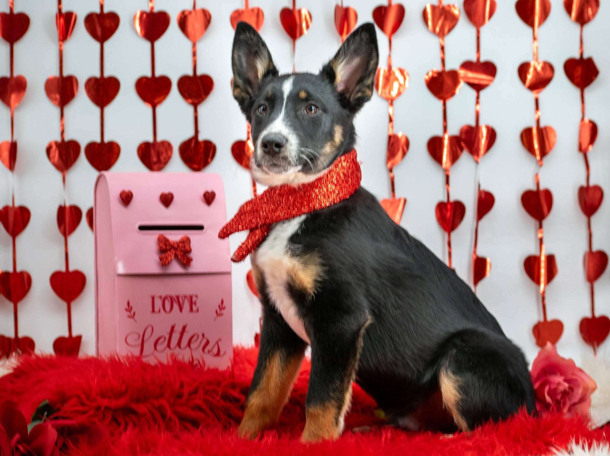 Cupid, a ADOPTABLE Shepherd in Sevierville, TN image 4/5