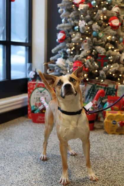 Bernie — thumbnail 3