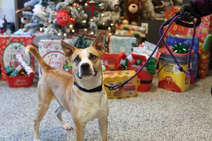 Bernie — thumbnail 5