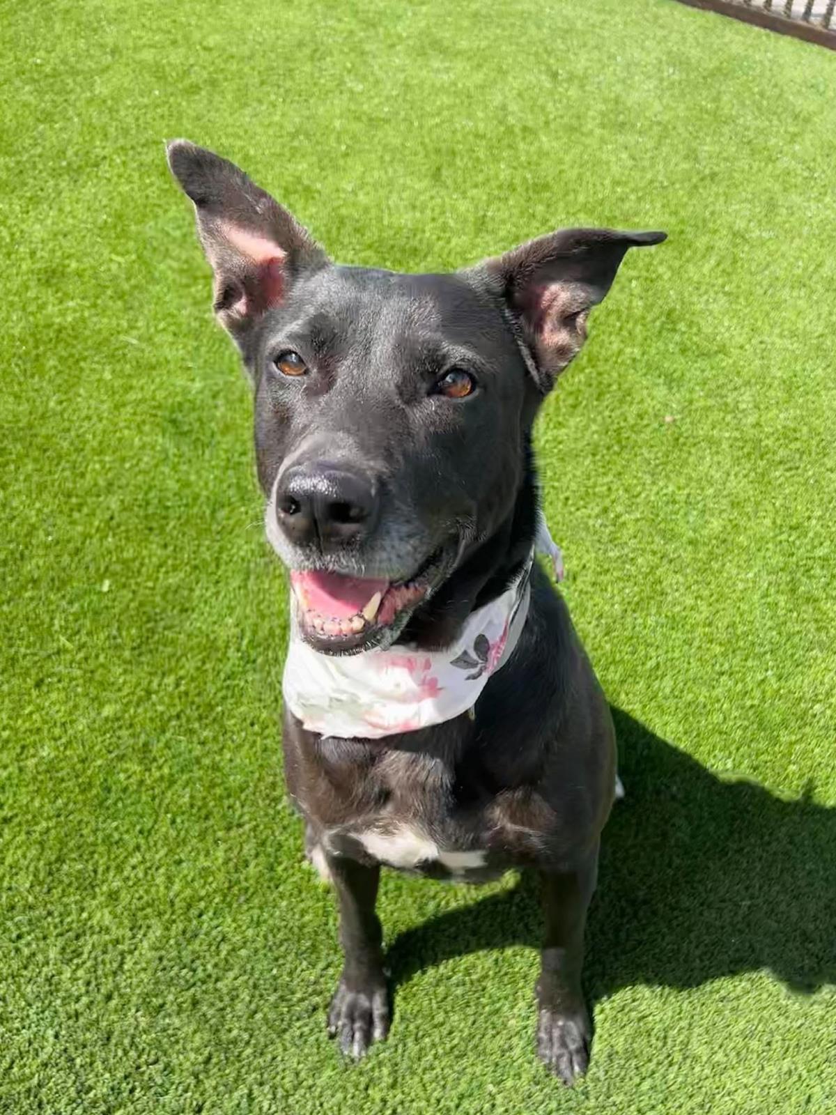 Stormy-$75 Adoption Fee! Diamond Dog!, Adoptable, Senior Female Labrador Retriever & Shepherd.