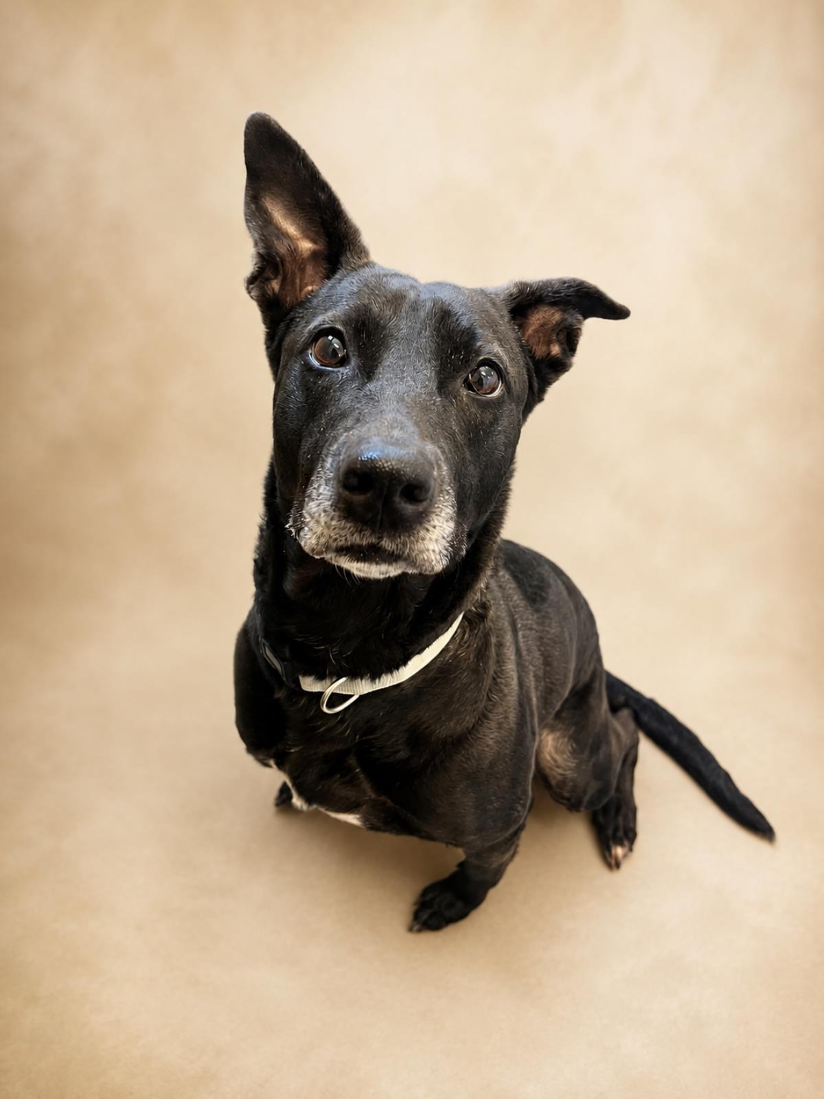 Stormy-$75 Adoption Fee! Diamond Dog!, a Adoptable mixed breed in Rockwall, TX image 1/3